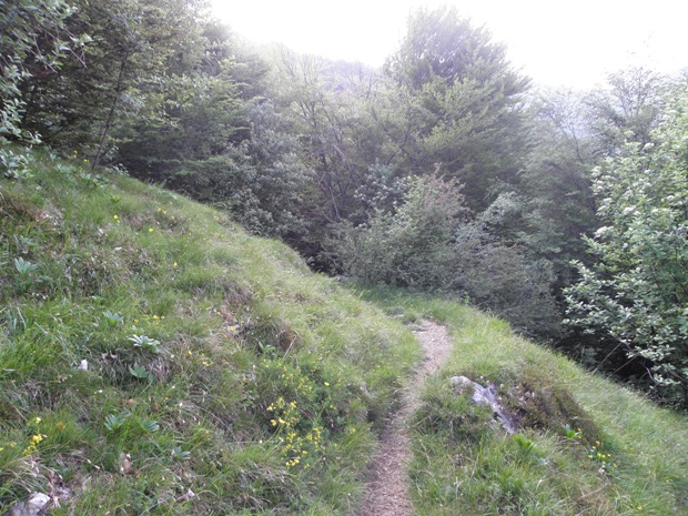 Sentiero che prosegue nel bosco